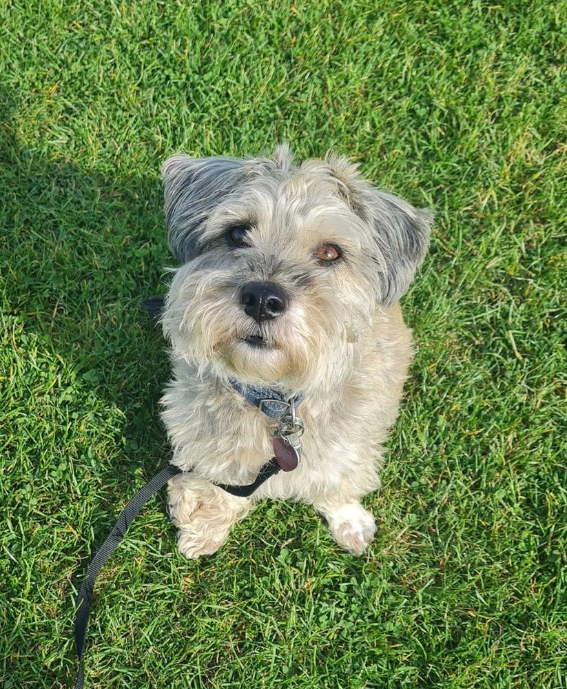 Photo of Buzz the dog a small terrier 