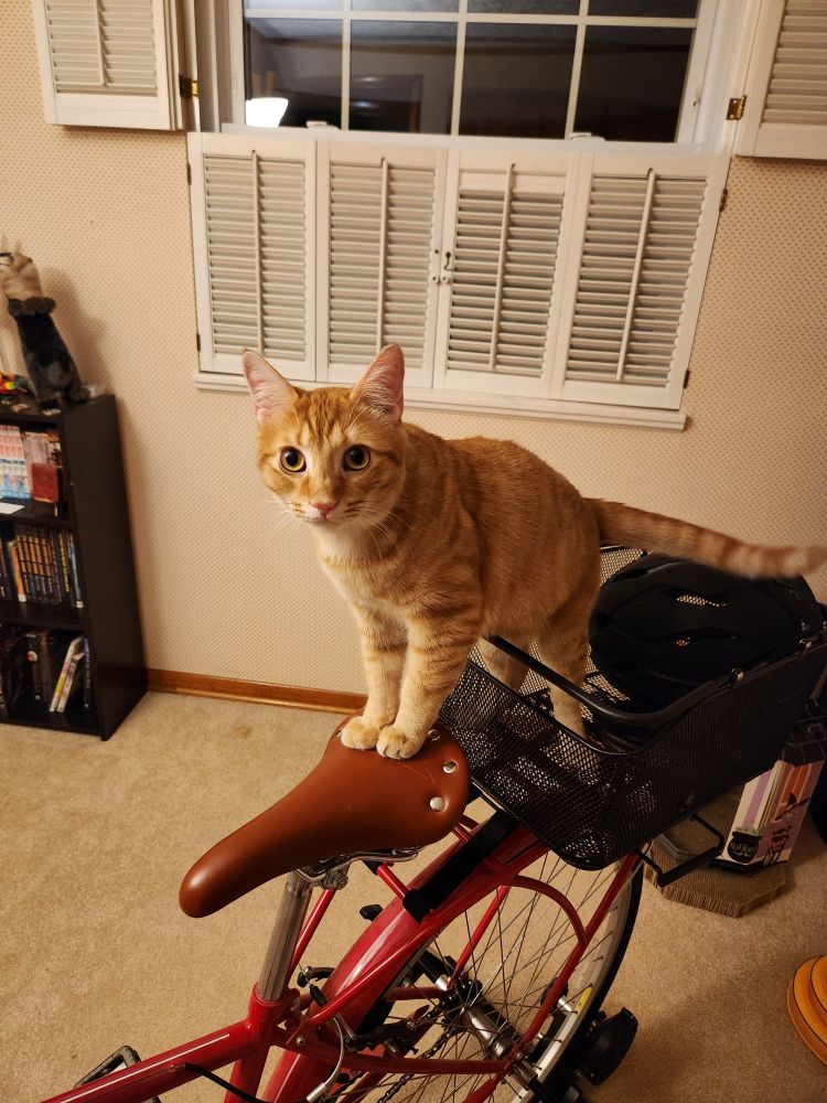 An orange tabby cat standing on a bike that's on a stationary stand. His back paws are in the basket on the back and his front paws are cutely perched on the back of the seat as he looks at the camera 