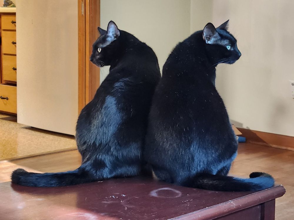 A photo of two black cats sitting on a wooden coffee table. They are right next to each other but facing opposite directions. It almost looks like one cat sitting by a mirror