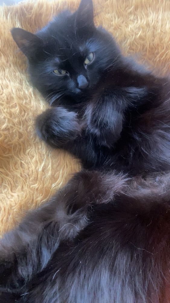 Black cat serving face laying on its back tummy and paws up 