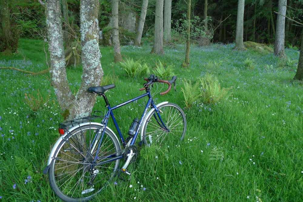 bicycle parked against a tree in a forest