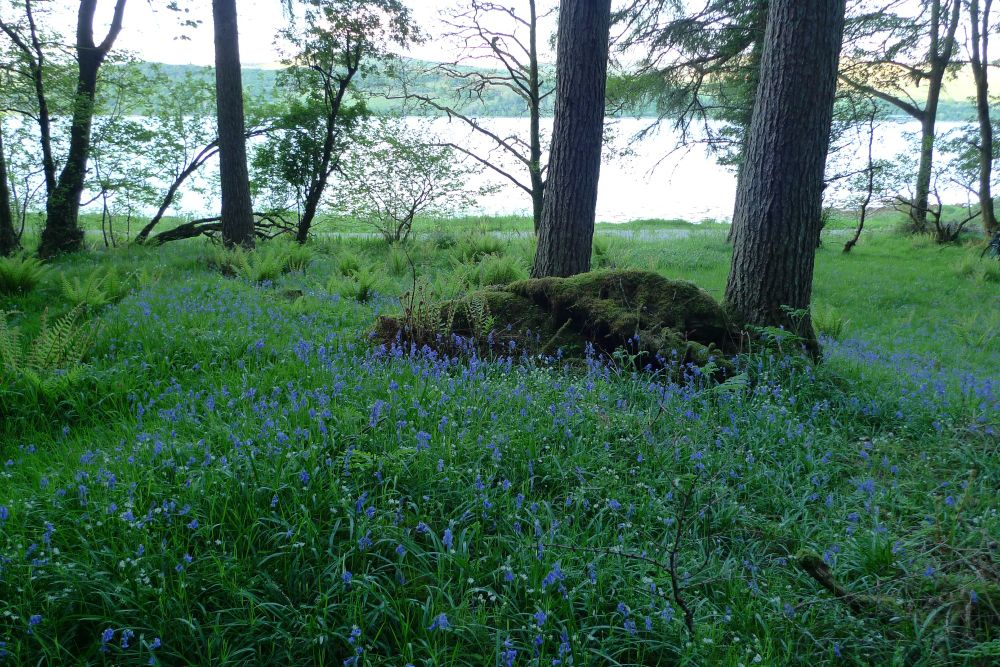 A view inside a forest looking towards the sea. The ground has grass and wildflowers