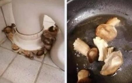 Image on the left is of mushrooms growing on the floor around a toilet, image on the right is said mushrooms being cooked.