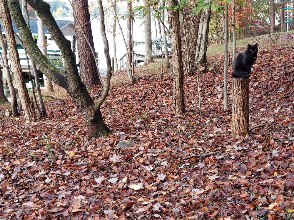 A handsome black feline atop a tree trunk surveys his domain.