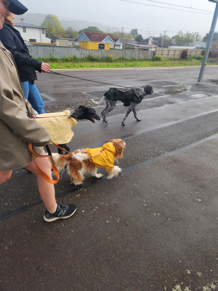 Three dogs being walked on leads, they are all wearing rain coats on their way to do something democratic.