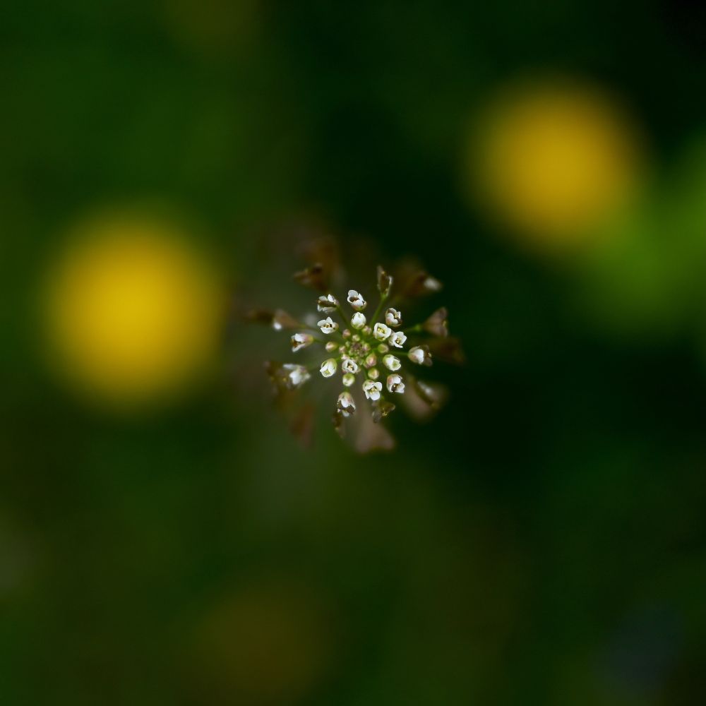 close-up picture of a small inflorescence with many tiny flowers. It is taken from above, the grassy background is out of focus. The plant is probably a capsella bursa-pastoris, aka the "shepherd's purse".