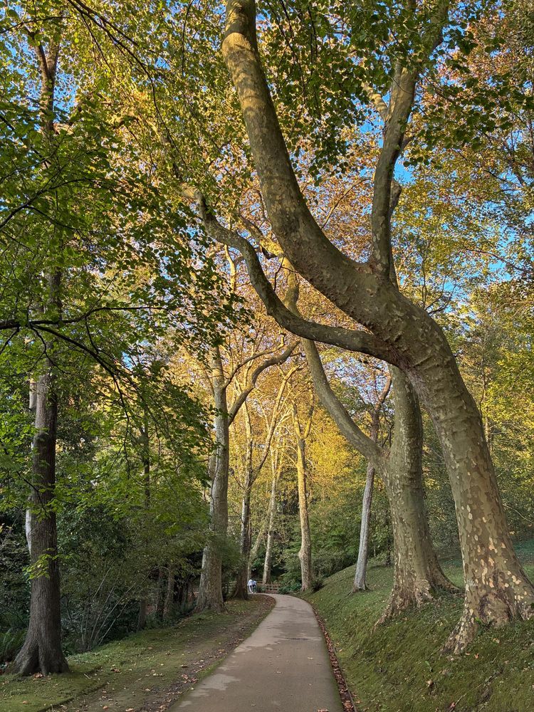 A path wends through some trees and up ahead sunlight turns a big patch of leaves a golden yellow.