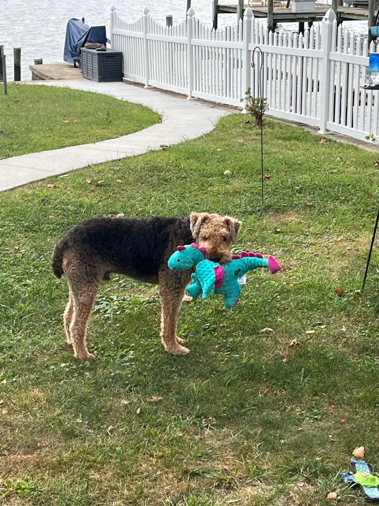 Airedale Quincy holding an oversized stuffed dragon in his mouth while looking at the camera. 