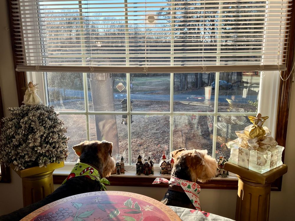 Two Airedale terriers sitting down with Christmas scarves around their neck, looking out a window at a birdfeeder