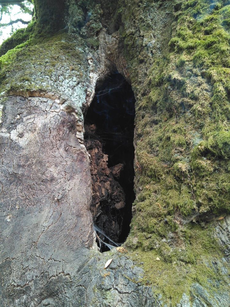 Sobreiro na Serra de Arga. Recinto da capela de São João de Arga.