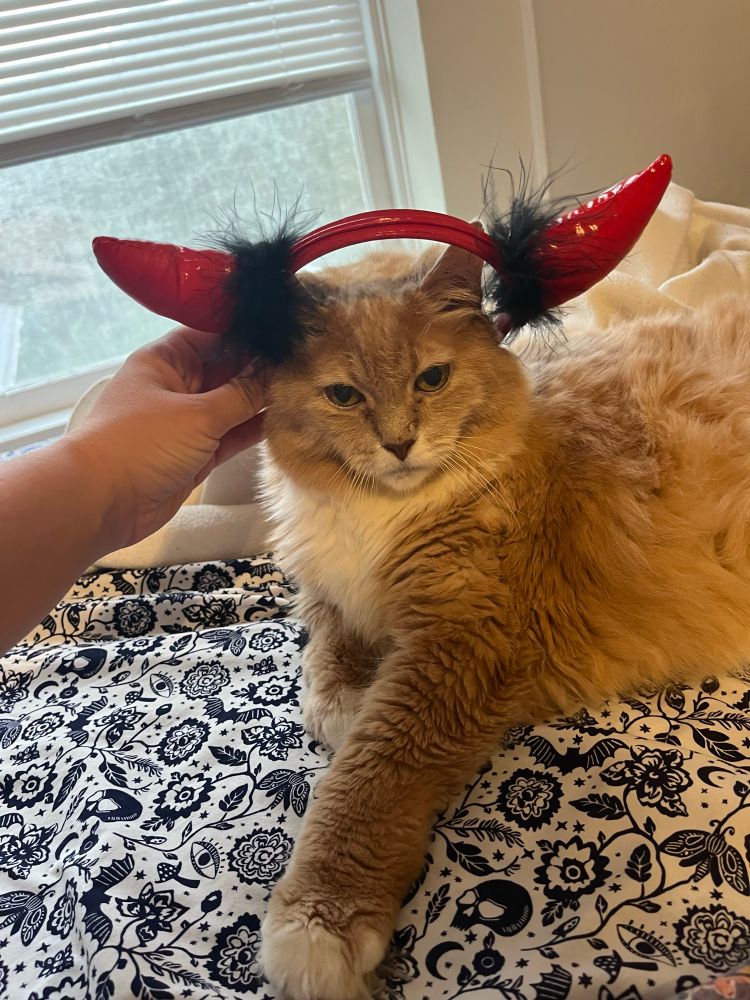 Fluffy orange cat with white paws and a white chest. She is looking at the camera. A human hand is reaching into frame holding up a devil horns headband. It looks like the cat had devil horns 