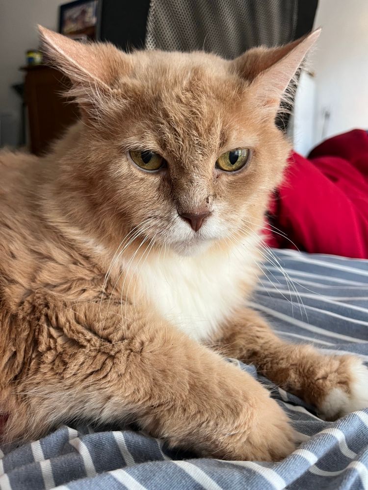 My cat Veronica she is looking at the camera. She has amber eyes and orange fur, with a white chest 