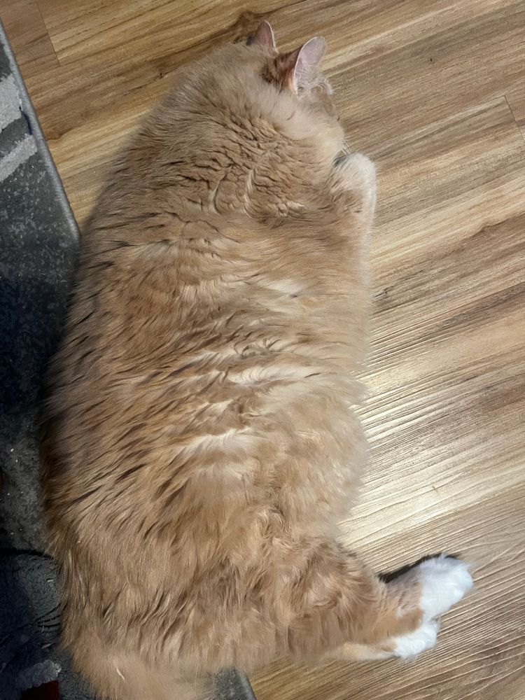 My cat Veronica lying on the floor. She is very large and fluffy. Her fur is orange with white paws. In the photo she just looks very big