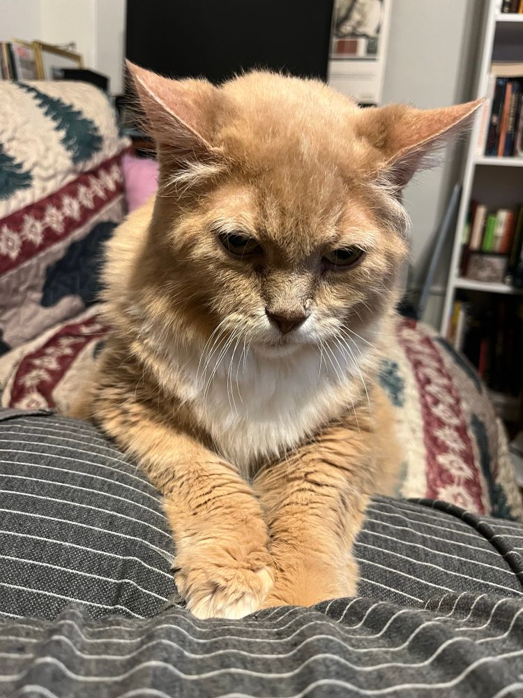 My cat Veronica with her front half draped over my leg. We are both on the couch as she has her front paws and body on my leg. Veronica is orange with a white chest. 