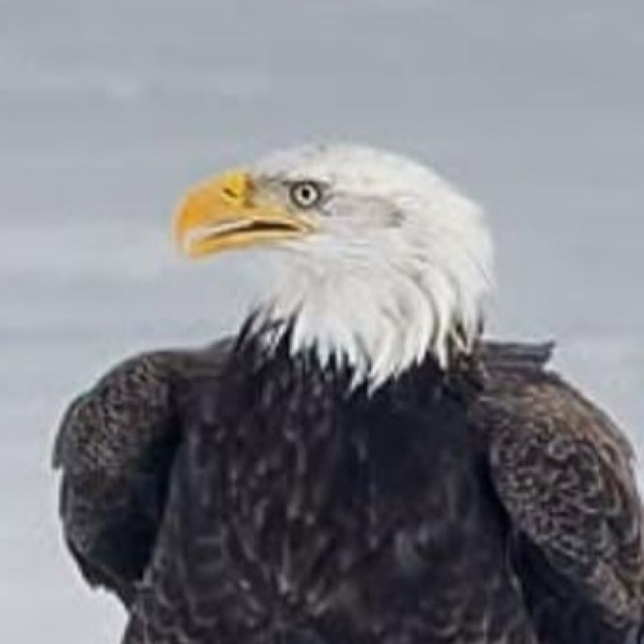Close up of the eagle