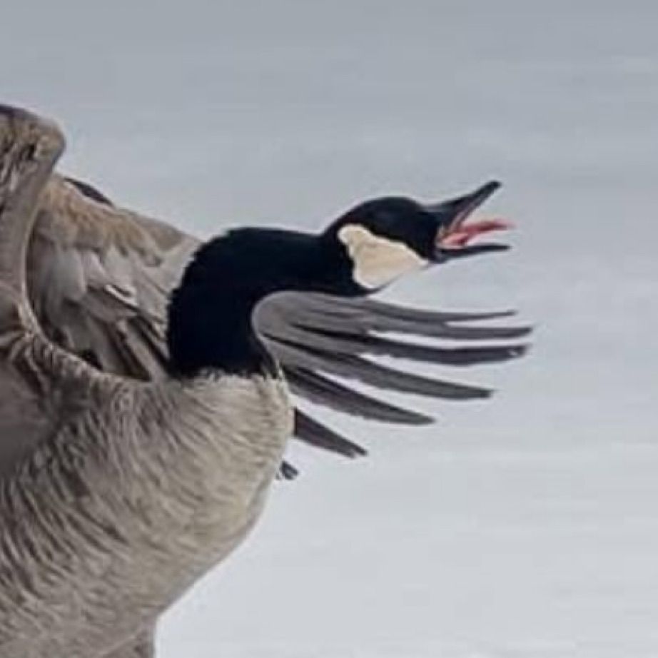 Close up of the goose