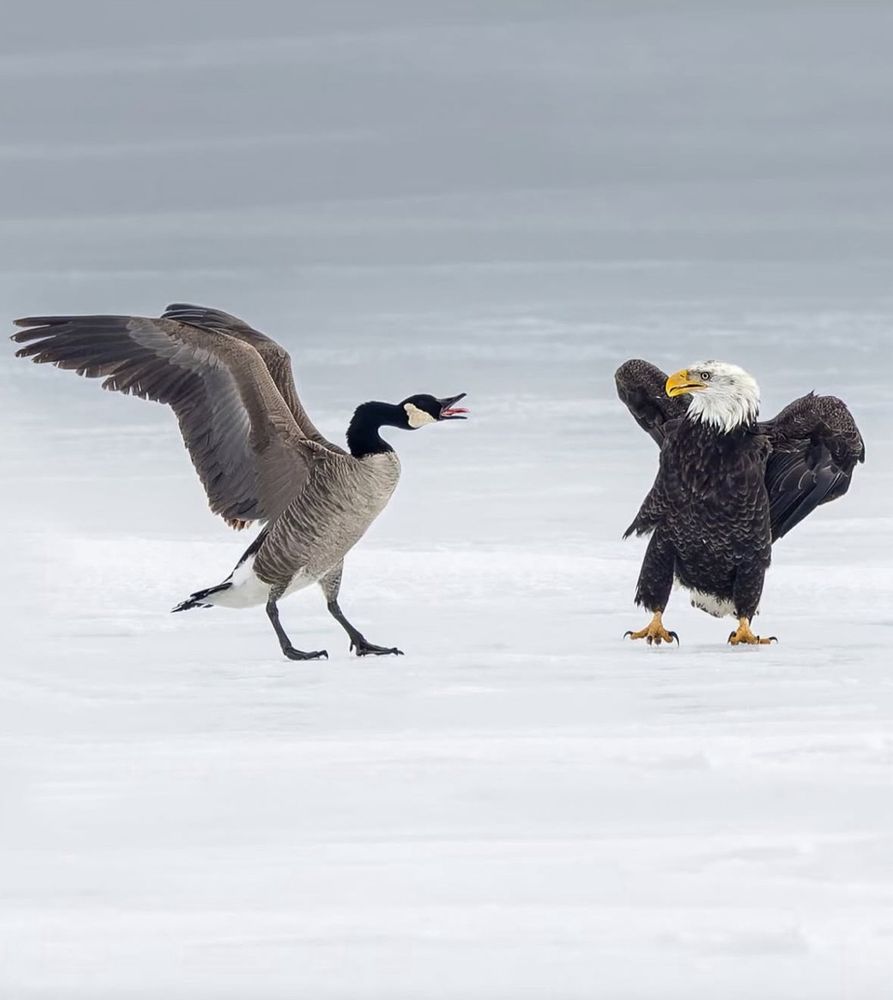 Canada goose flapping its wings at an American bald eagle. Both standing on snow. The eagle appears startled.