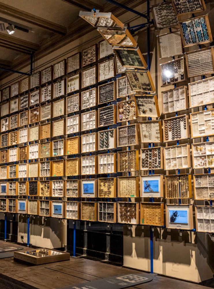 The so-called insect wall in the special exhibition "digitize!" at the museum, consisting of dozens of insect boxes from the research collection.
