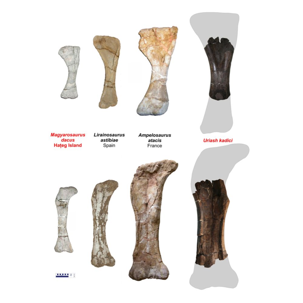 Size comparison of fossil bones of European titanosaurs, including Uriash kadici and Magyarosaurus dacus