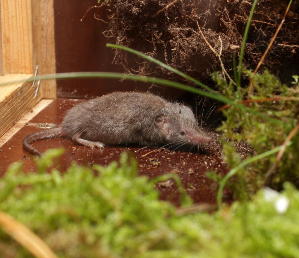 Lesser white-toothed shrew inside an observation box, with a pointed snout, small eyes, and short velvety fur.