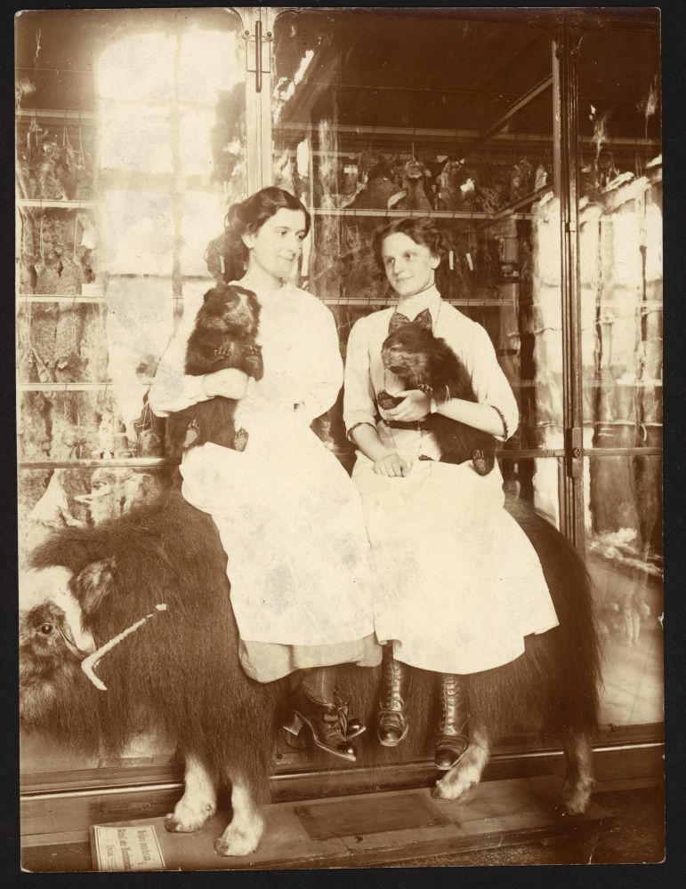 A mounted musk ox in the Mammal Collection. In the historic photograph, two women sit on the animal, each holding a preserved spectacled bear.