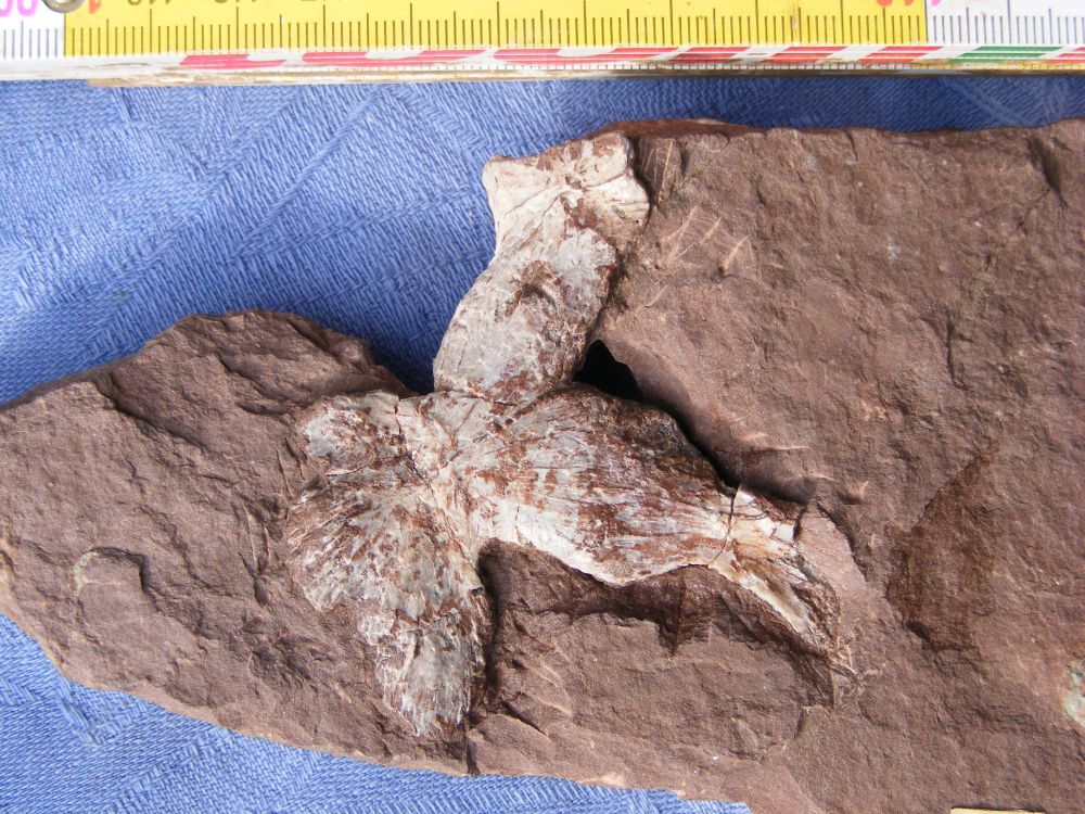 Fossil bone now identified as the pelvis of Dimetrodon teutonis
