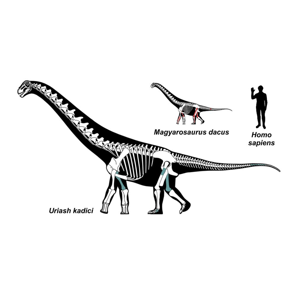 Size comparison of Uriash kadici and Magyarosaurus dacus (both shown as skeletal drawings) alongside Homo sapiens for scale