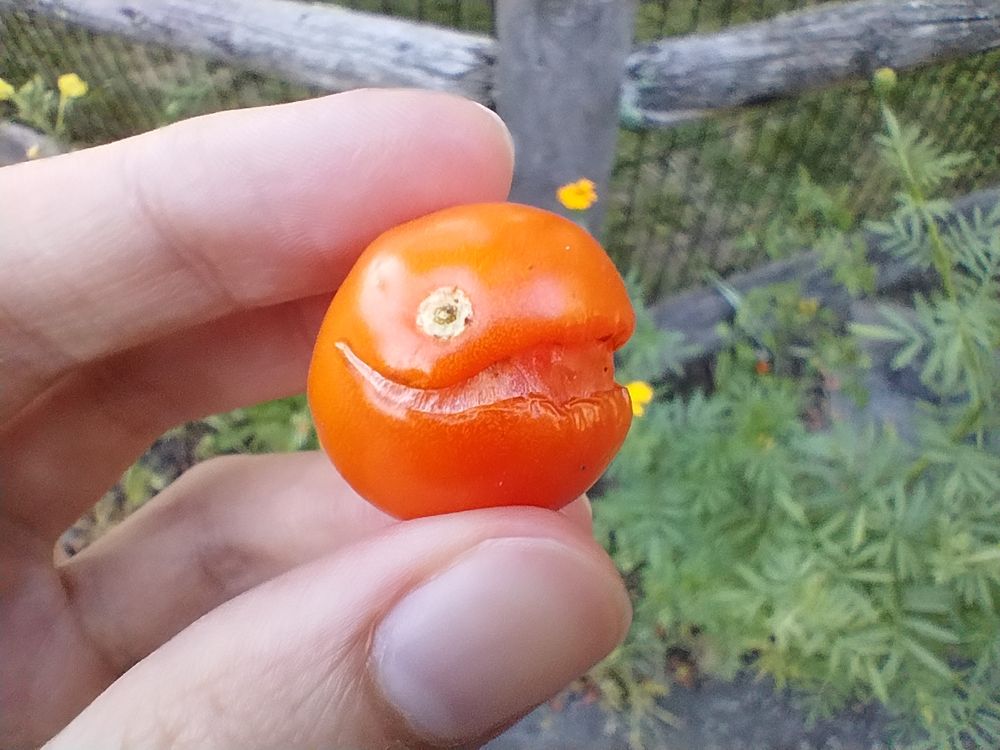 Photo of orange cherry tomato with split that makes it look like smiling chain chomp