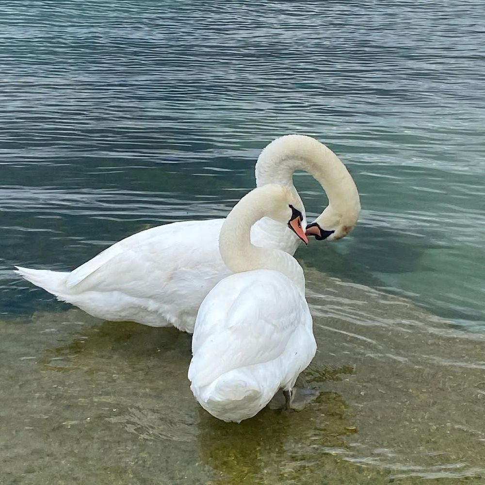 Two swans on the lakeshore.