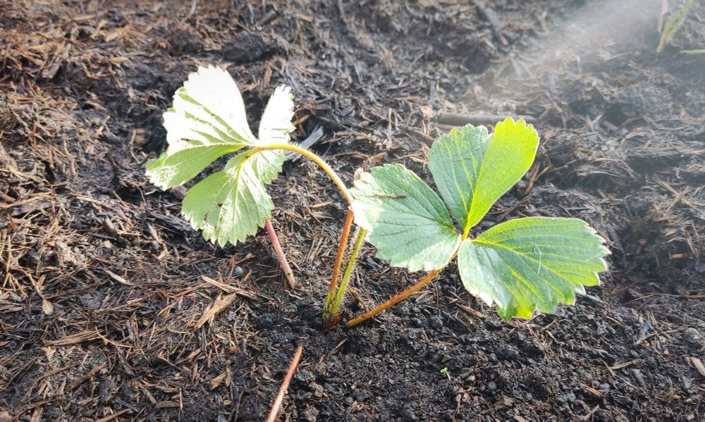 A small soon-to-be strawberry plant 