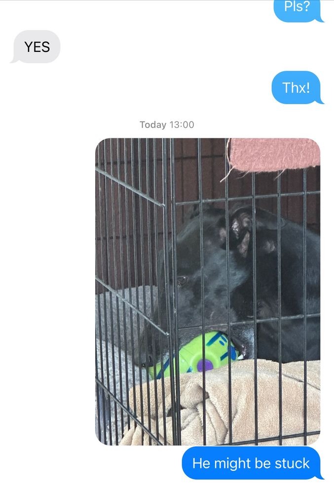 An unwise dog in his crate with a giggle ball wedged in his mouth.