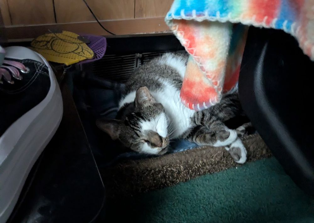 A small white and tabby cat lays in a cat bed in front of a wall vent. To his right is a chair with bits of a multi-color blanket visible, while to the left is an under-desk ledge with shoes and fly swatters on it. The cat has his eyes closed and it in a loose croissant shape