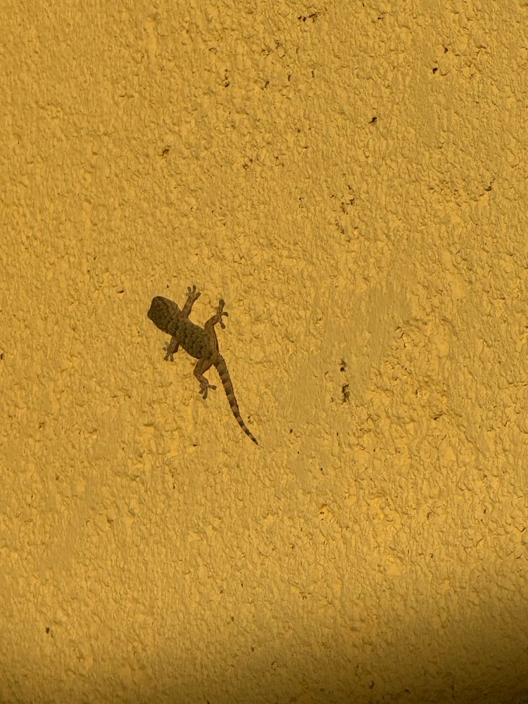 A lizard on the wall this evening 