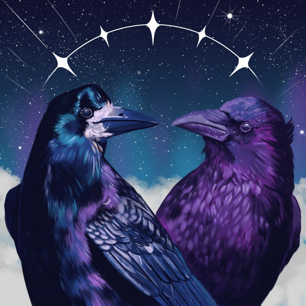 A digital drawing of a rook and crow facing each other. Overhead is an arc of stylized white sparkles connected by a rounded line. In the background is a starry sky and clouds below.