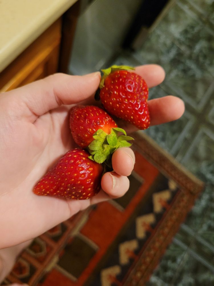 My pale ass hand holding out three small red perfect strawberries above the kitchen countertop and floor. 