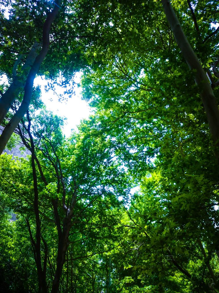 Looking up from the forest floor, tall trees with vibrant green leaves form a dense canopy against a bright sky, as sunlight bursts through the central foliage.
