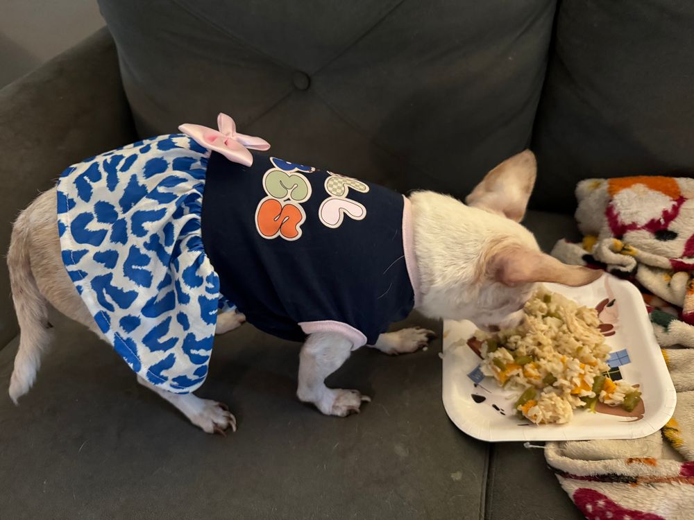 The birthday girl, an elderly chihuahua, devours a plate of pulled chicken, white rice, and green beans for her 15th birthday party. 