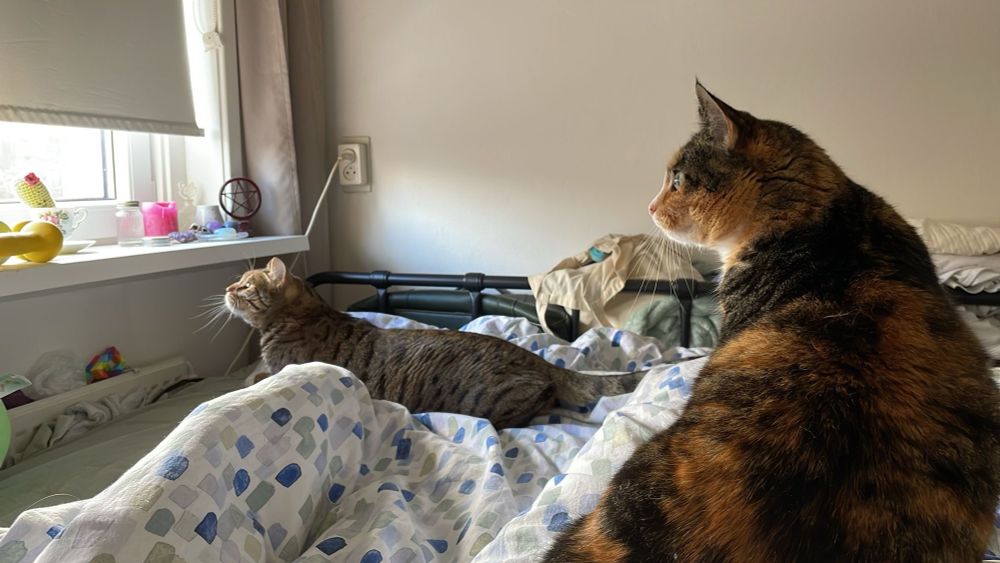 Muis en Pom, twee katten, staren vanaf Marloes' bed allebei ingespannen naar het raam 