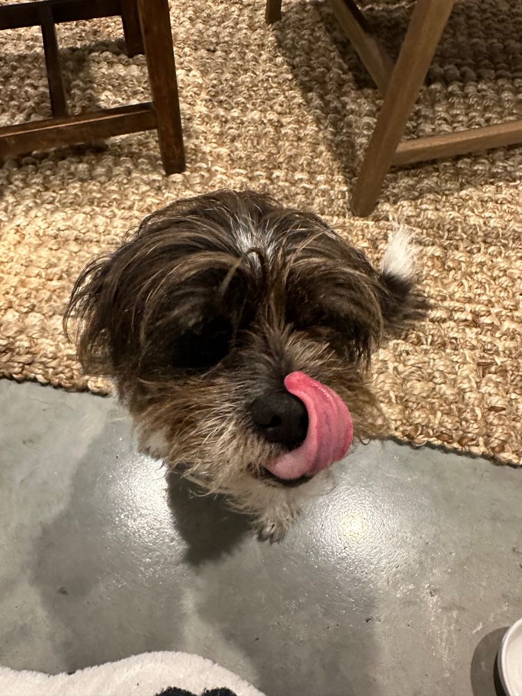 Smol dog that has to mouth everything all the time.