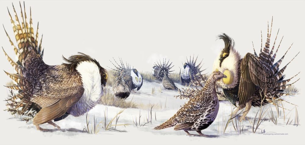 Digital illustration of Gunnison Sage-Grouse at a lek, where males display for choosy females by dancing and inflating their bright yellow chest sacs. The ground in early spring is still covered in snow.