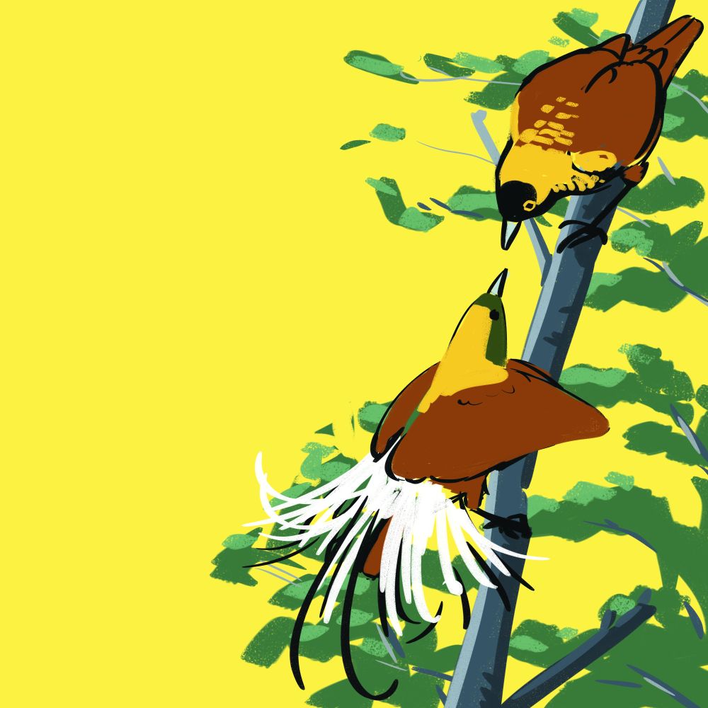 Rough illustration of a pair of Emperor Birds-of-Paradise on a long gray branch with vegetation over a yellow background. The male is below, displaying with his brown-orange wings spread outward like a skirt and a burst of bright white tail plumes erupting off his back. He has a yellow and green head. The female above him has a black and yellow head and brown-orange wings, and she is perched looking at him nearly beak to beak.