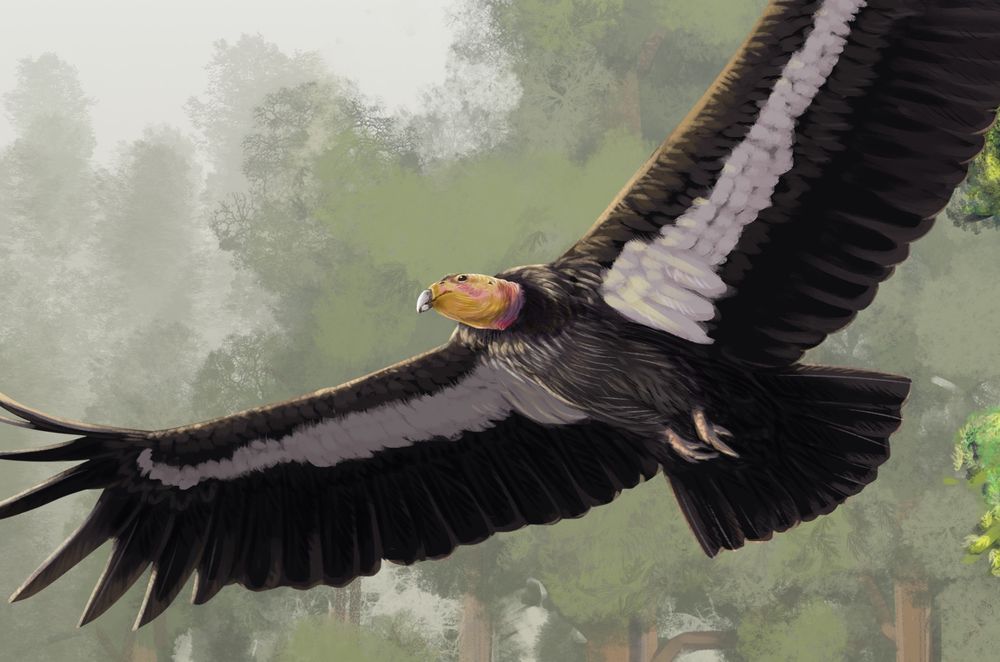 Detail crop of the flying condor, showing its wrinkly head and outstretched enormous black wings with white underwing coverts.