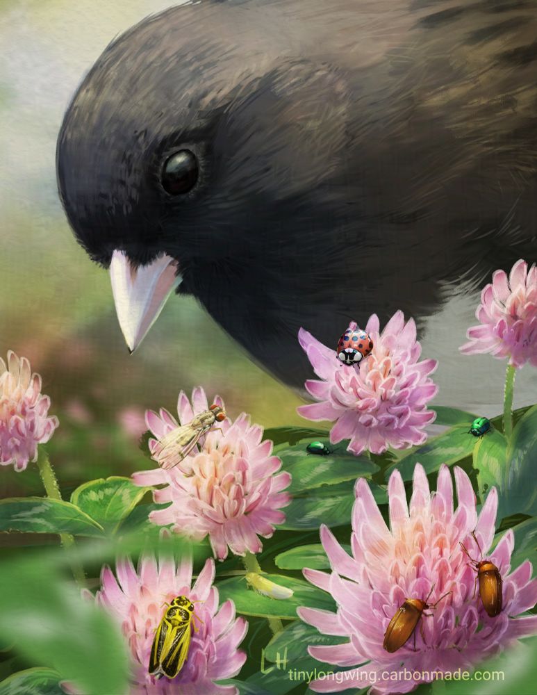 Digital illustration of a Dark-eyed Junco, a dark brown sparrow with a pink beak, looking down from the background at a patch of red clover. The clover is covered in a variety of insects from Graham's work, including Harmonia axyridis (Asian ladybeetle), Scaptomyza terminalis (a small fly), Altica sp. flea beetles (tiny iridescent green beetles), Forcipata loca (pale yellow small leafhopper), Evacanthus interruptus (yellow and black leafhopper), and Anaspis rufa (small golden-brown false flower beetles).