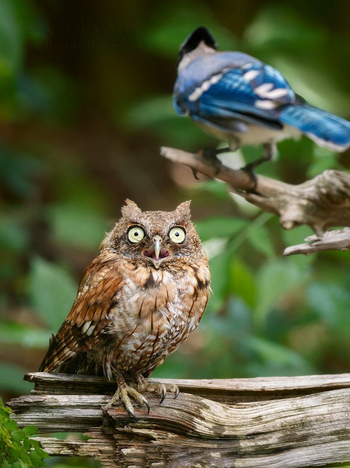 Photo of a young screech owl perched on a log, low center of the image. Its eyes are wide open with tiny pupils, mouth agape, as it focuses on a Blue Jay perched just above and slightly out of focus.