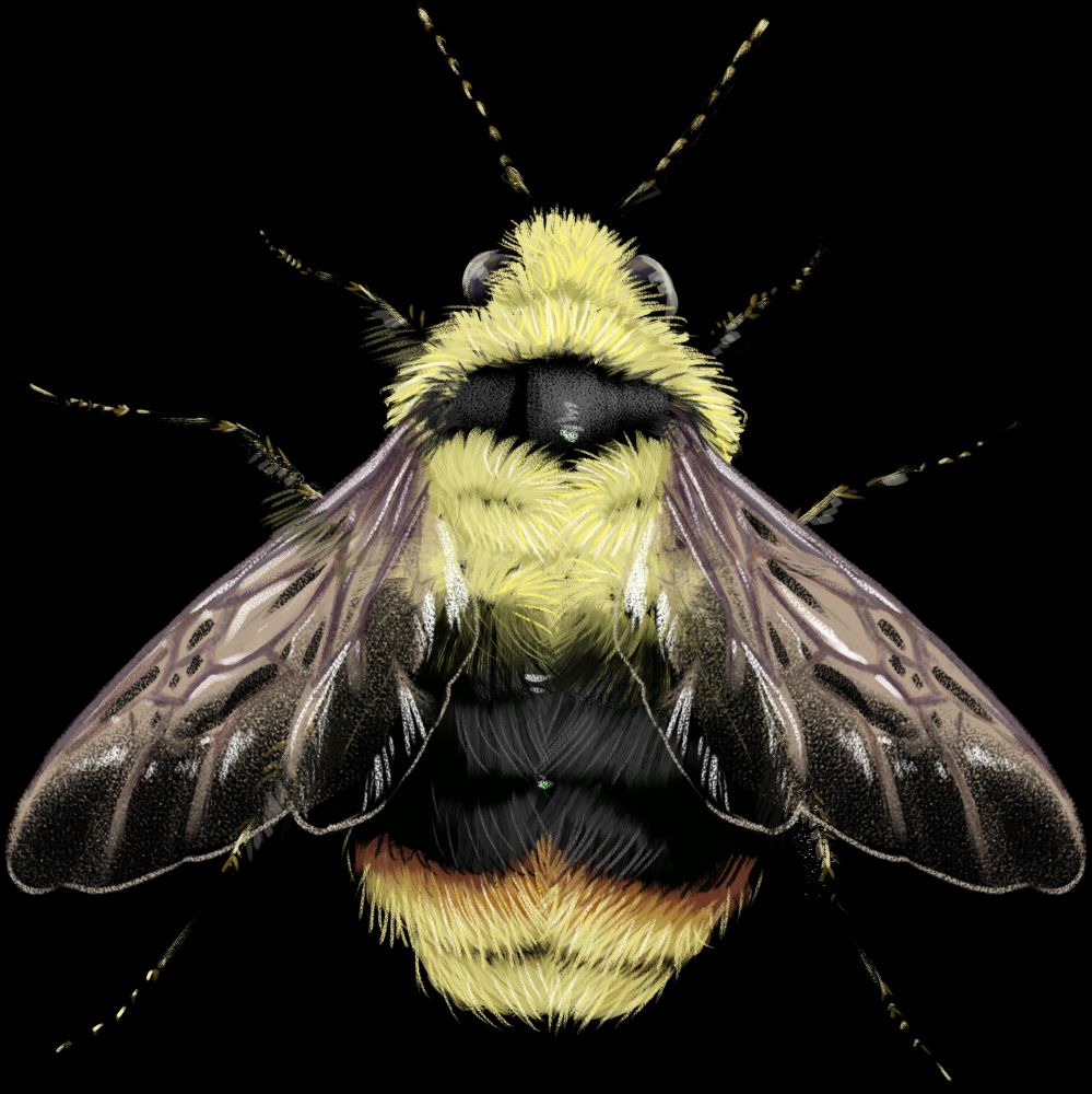 Bombus mixtus, the "fuzzy-horned bumble bee", illustrated as if seen from above. It has lots of yellow all over, with a black band over the "shoulders" of the thorax. The abdomen starts out yellow, with two broad black bands through the middle. The lowest band fades from black to chestnut orange-brown before becoming yellow again for the final two bands. It has a wide, fat, short abdomen. As with the others, the wings are translucent with purple-tinted veins.