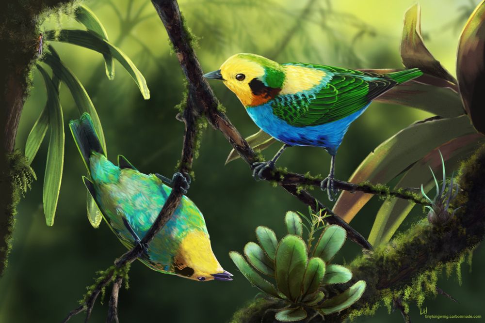 A pair of Multicolored Tanagers forages in the Colombian Andes. The male perches above while the female hangs upside down from a branch. Soft light filters through dense greenery and moss-covered branches. Several insects are tucked away in the lush plants the tanagers are poking around in.