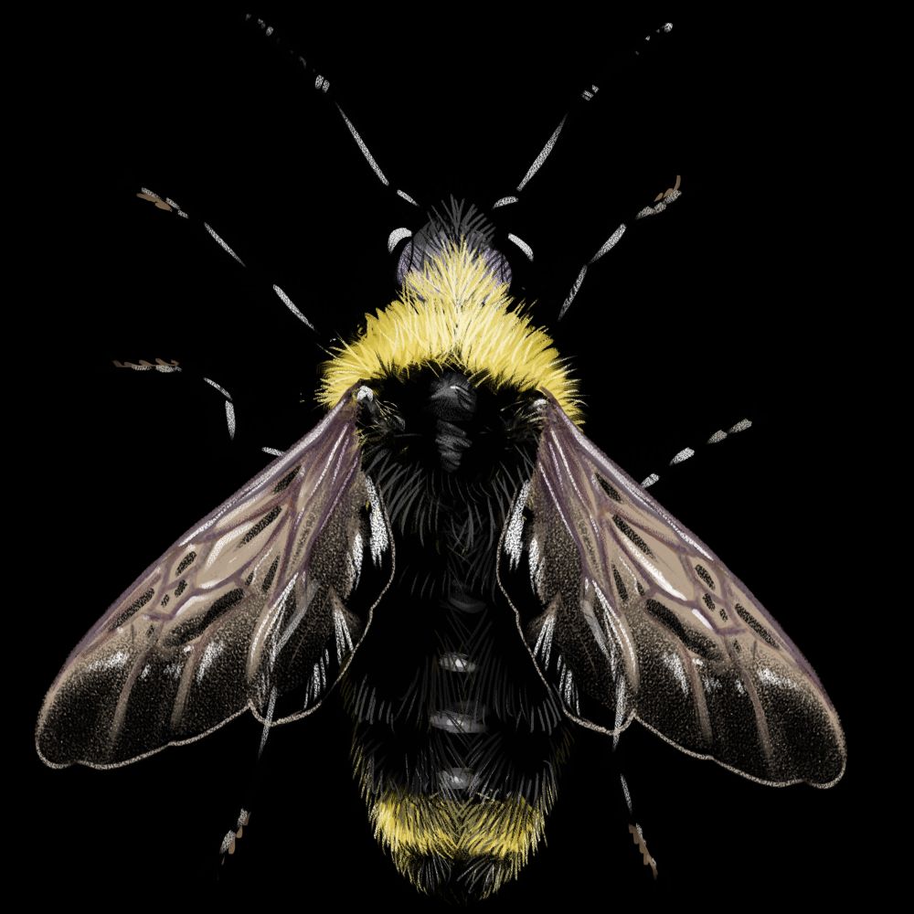 Bombus flavidus, a common cuckoo bumble bee found in North America. It is illustrated as if seen from above. It has a grayish face, a yellow band across the top of the thorax, an elongated abdomen, and a single band of yellow near the tip of the abdomen. Lots of long fuzzy hair covers its body. It has two translucent wings with a faint purple tint to the veins.