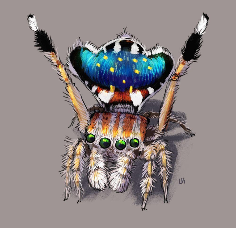 A displaying peacock spider. It is covered in fine white hair, has red-orange stripes on top of its head, four obvious green eyes on the front of the head, and a wide abdomen raised high along with two legs also raised to frame it. The abdomen pattern is an iridescent blue framed in black, white, and red bands, and nine yellow dots are arranged symmetrically on the blue background.