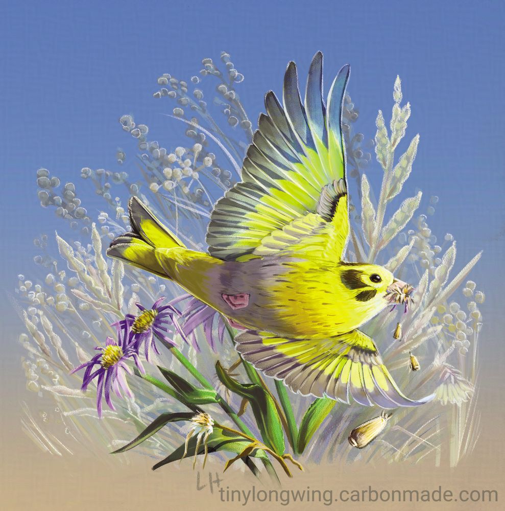 Illustration of a female Yellow-breasted Greenfinch in flight with a whole load of seeds in her mouth to bring back to the nest. As she flies, she loses some, which fall toward the viewer, getting slightly larger in our perspective. The background is an array of flowers wilting and going to seed - some purple asters plus lots of delicate seed pods on thin stalks.