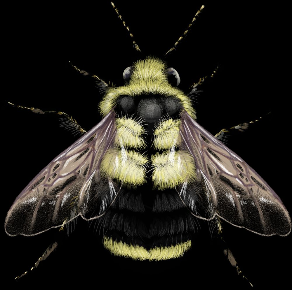 Bombus vancouverensis nearcticus, the "nearctic bumble bee", illustrated as if seen from above. The head and thorax are mostly yellow, but a black vertical stripe divides the yellow at the base of the thorax and the top of the abdomen. The abdomen is mostly black except for the upper divided yellow band, and a thin yellow band near the end of the abdomen. It has a wide, fat, short abdomen. As with the others, the wings are translucent with purple-tinted veins.